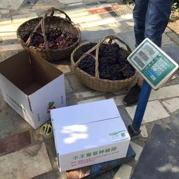 這樣的菜你吃的放心嗎 掃掃就知道啦